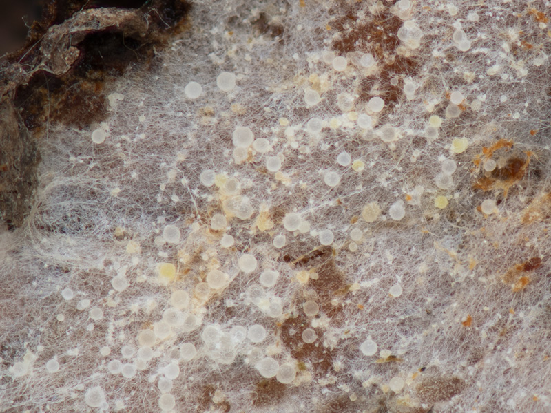 Hypomyces sympodiophorus